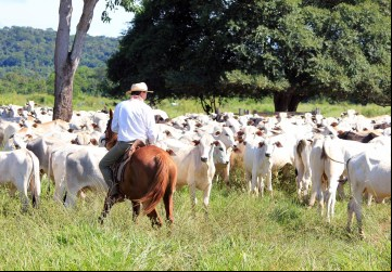 (Foto: divulgação)