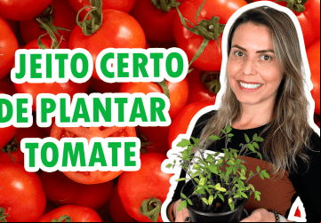 (Reprodução)