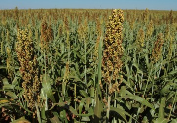 Além de liderar a produção, Goiás é responsável por toda a exportação de sorgo do Brasil 