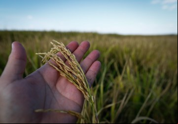 Safra 2022/23 de arroz e feijão terá aumento em Goiás, ao contrário da produção nacional que apresenta tendência de queda