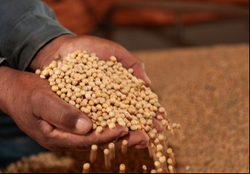 Com crescimento de 11,6%, Valor Bruto da Produção (VBP) da soja em Goiás alcança R$ 41,3 bilhões em 2022
