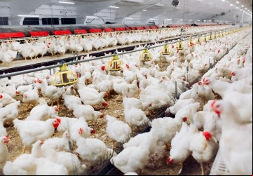 Governo de Goiás reforça a importância das medidas de biosseguridade na prevenção à gripe aviária 