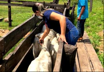Produtores têm até o dia 31 de maio para vacinar o rebanho contra a raiva em Goiás