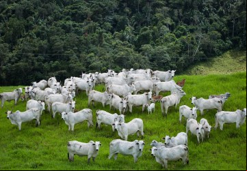 Goiás registra abate de 1 milhão de cabeças de bovinos no primeiro trimestre de 2024