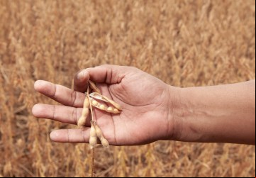 Segundo a Conab, Goiás deve se manter na quarta posição nacional entre os estados produtores de grãos