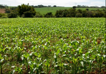 Estado ocupa o terceiro lugar nos rankings de área colhida e valor da produção do país