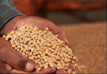 Crescimento do PIB foi puxado pelo setor agropecuário, que saltou 15,1%, no mês de setembro, na comparação com o mesmo período do ano anterior