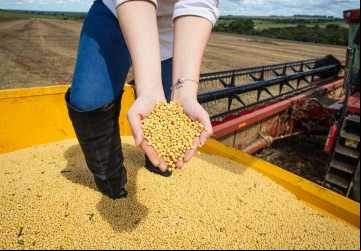 Segundo o IBGE, o desempenho positivo na agropecuária foi impulsionado pelo aumento da produção de grãos no estado, especialmente soja e milho